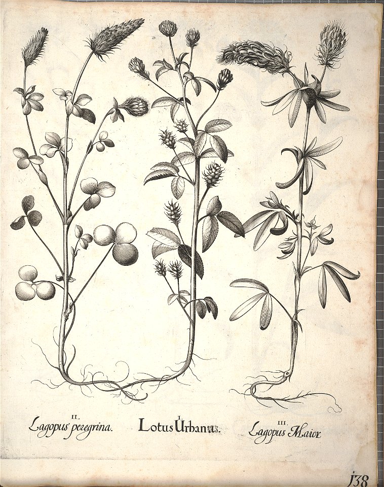 Hortus Eystettensis, 1640 (BHL 45339 290) - Classis Aestiva 138