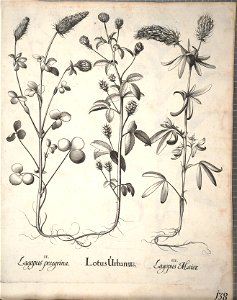 Hortus Eystettensis, 1640 (BHL 45339 290) - Classis Aestiva 138