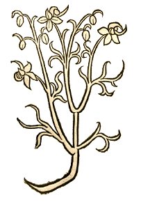 Hortus Granum culcul
