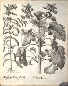 Hortus Eystettensis, 1640 (BHL 45339 245) - Classis Aestiva 93