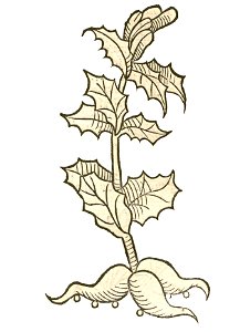 Hortus Satyrion