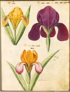 Hortulus Monheimensis - 041