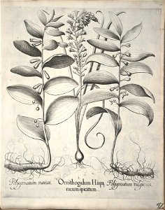 Hortus Eystettensis, 1640 (BHL 45339 103) - Classis Verna 92