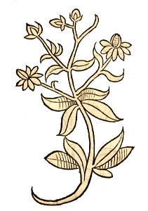 Hortus Ypericon
