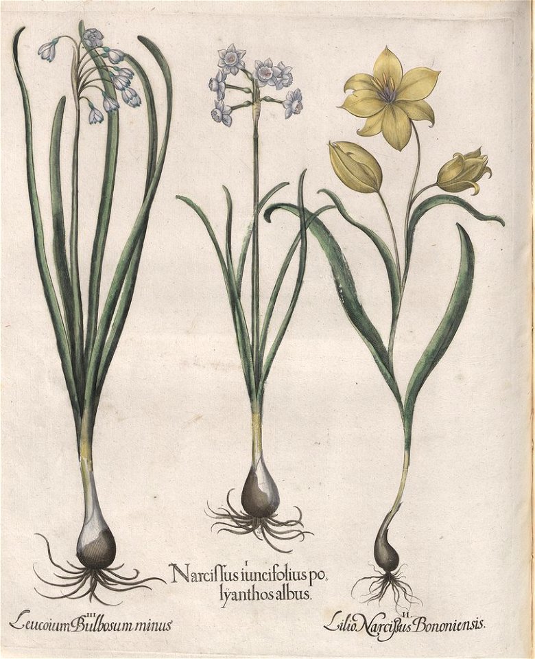 Hortus Eystettensis, 1613 (KU 2894-1 218) -Verna,3,17