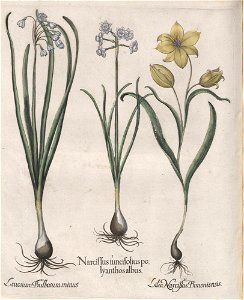 Hortus Eystettensis, 1613 (KU 2894-1 218) -Verna,3,17