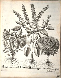 Hortus Eystettensis, 1640 (BHL 45339 253) - Classis Aestiva 101