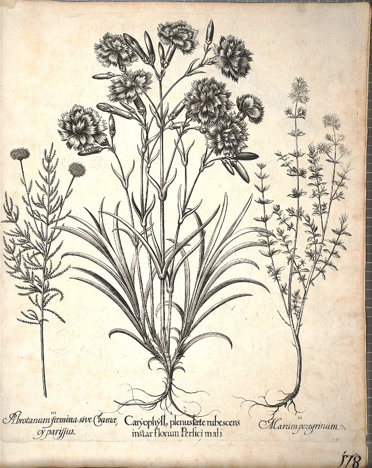 Hortus Eystettensis, 1640 (BHL 45339 330) - Classis Aestiva 178