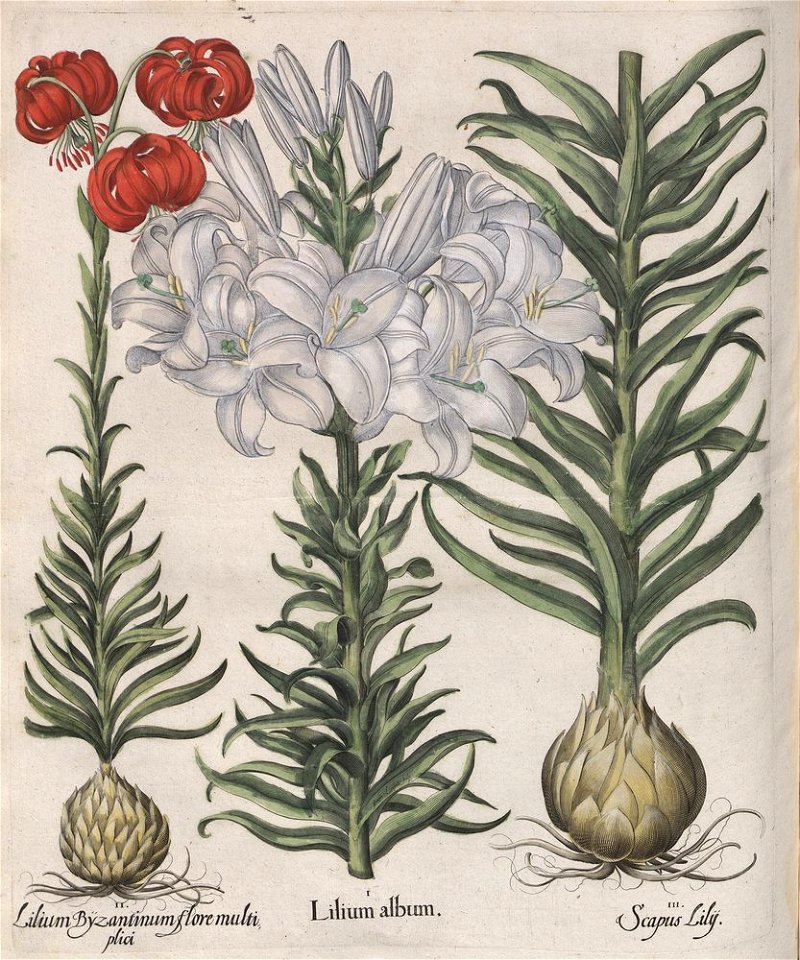 Hortus Eystettensis, 1613 (KU 2894-1 286) -Verna,5,9