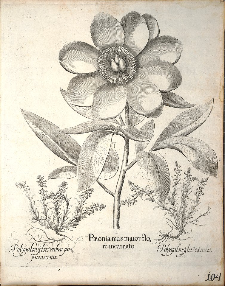 Hortus Eystettensis, 1640 (BHL 45339 115) - Classis Verna 104