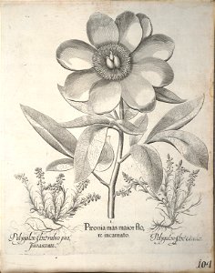 Hortus Eystettensis, 1640 (BHL 45339 115) - Classis Verna 104