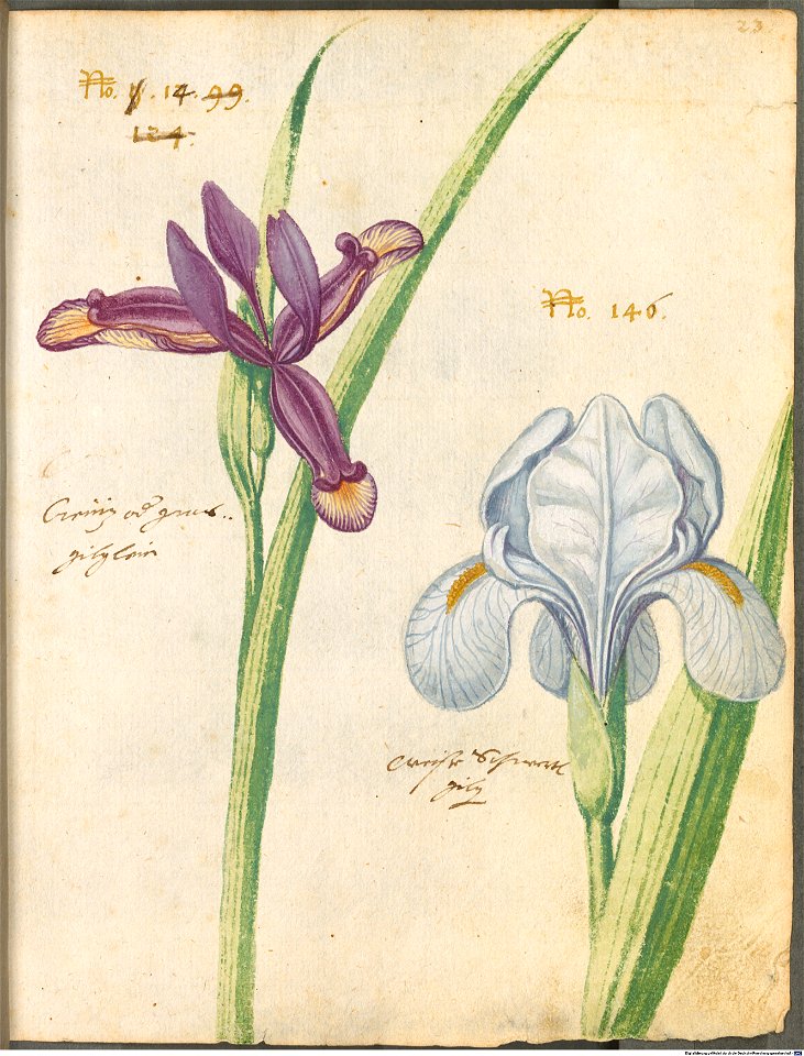 Hortulus Monheimensis - 057