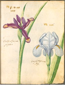 Hortulus Monheimensis - 057