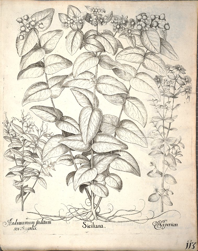 Hortus Eystettensis, 1640 (BHL 45339 265) - Classis Aestiva 113