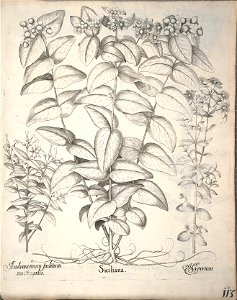 Hortus Eystettensis, 1640 (BHL 45339 265) - Classis Aestiva 113