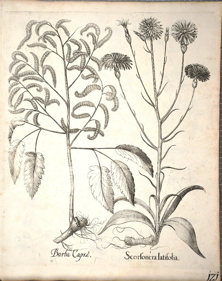 Hortus Eystettensis, 1640 (BHL 45339 273) - Classis Aestiva 121