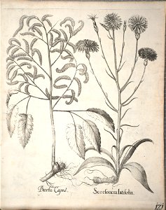 Hortus Eystettensis, 1640 (BHL 45339 273) - Classis Aestiva 121