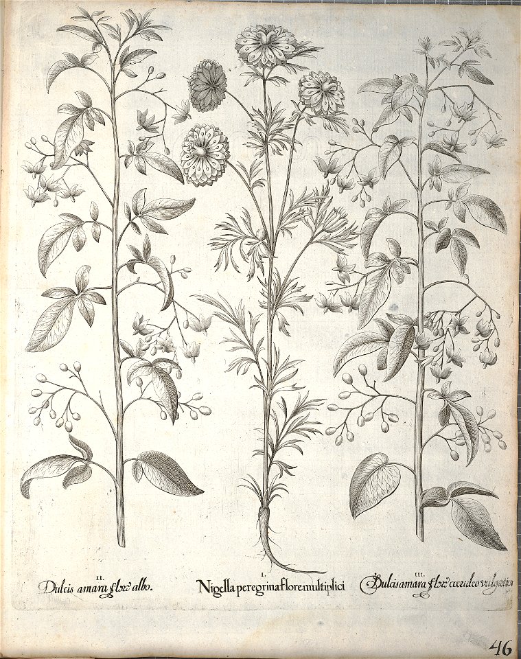Hortus Eystettensis, 1640 (BHL 45339 198) - Classis Aestiva 46