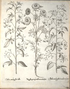 Hortus Eystettensis, 1640 (BHL 45339 198) - Classis Aestiva 46