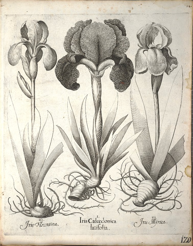 Hortus Eystettensis, 1640 (BHL 45339 131) - Classis Verna 120