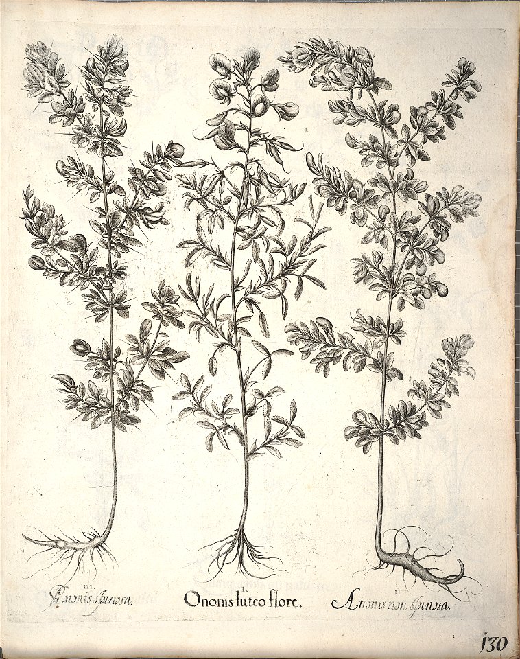 Hortus Eystettensis, 1640 (BHL 45339 282) - Classis Aestiva 130