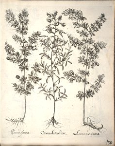 Hortus Eystettensis, 1640 (BHL 45339 282) - Classis Aestiva 130