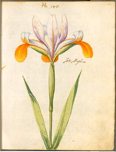 Hortulus Monheimensis - 081