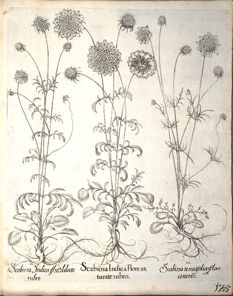 Hortus Eystettensis, 1640 (BHL 45339 277) - Classis Aestiva 125