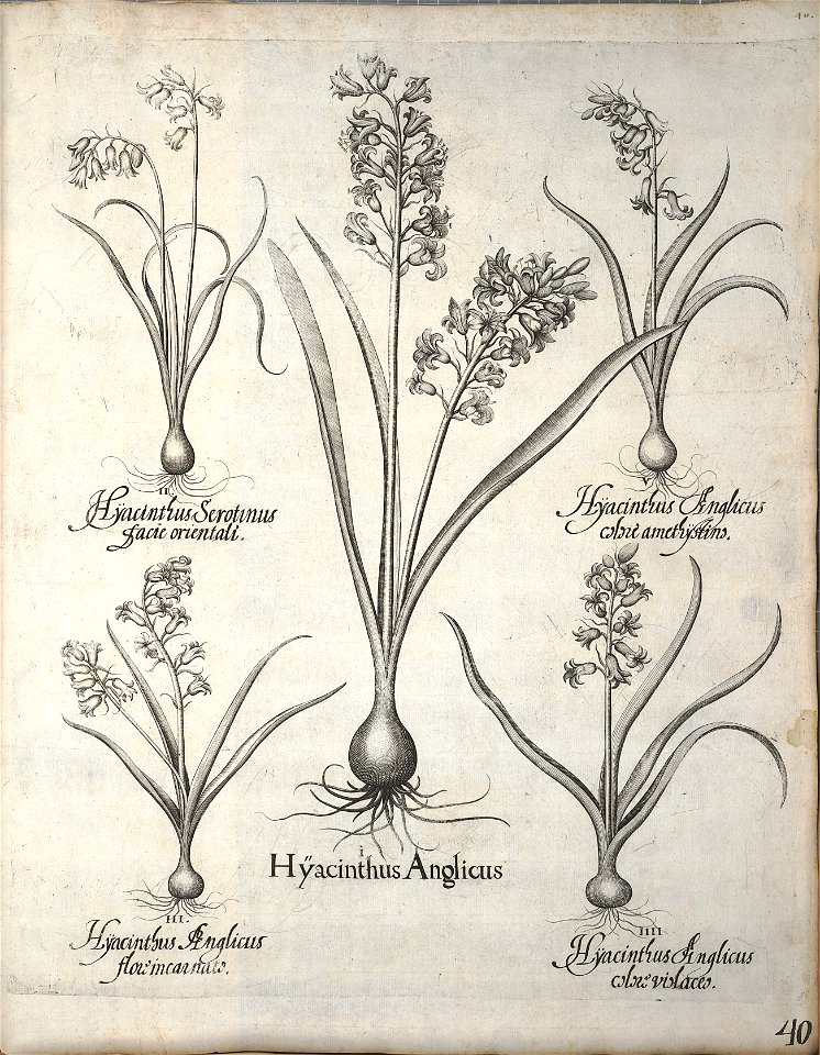 Hortus Eystettensis, 1640 (BHL 45339 051) - Classis Verna 40