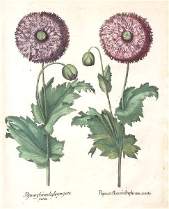 Hortus Eystettensis, 1613 (KU 2894-3 091) -Aestiva,12,8