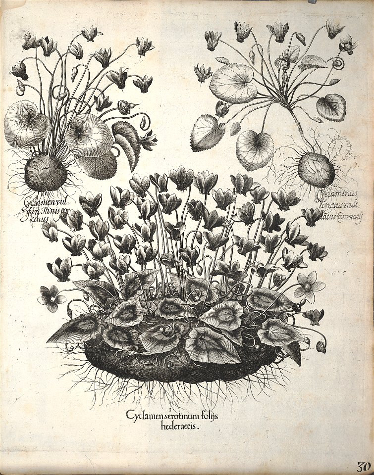 Hortus Eystettensis, 1640 (BHL 45339 370) - Classis Autumnalis 30