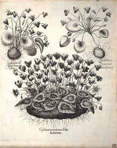 Hortus Eystettensis, 1640 (BHL 45339 370) - Classis Autumnalis 30