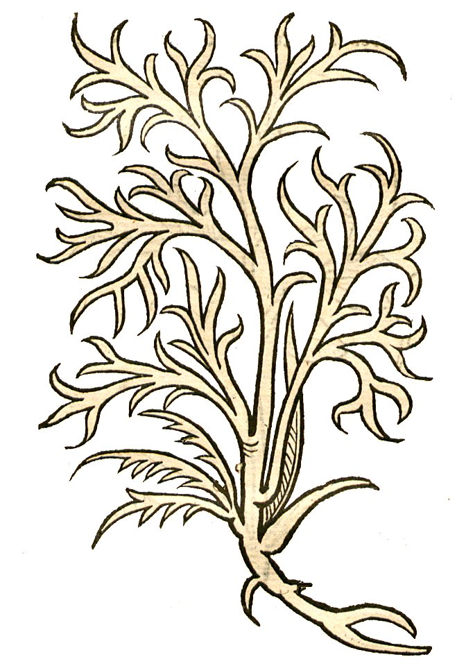 Hortus Anetum