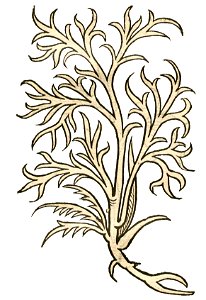 Hortus Anetum