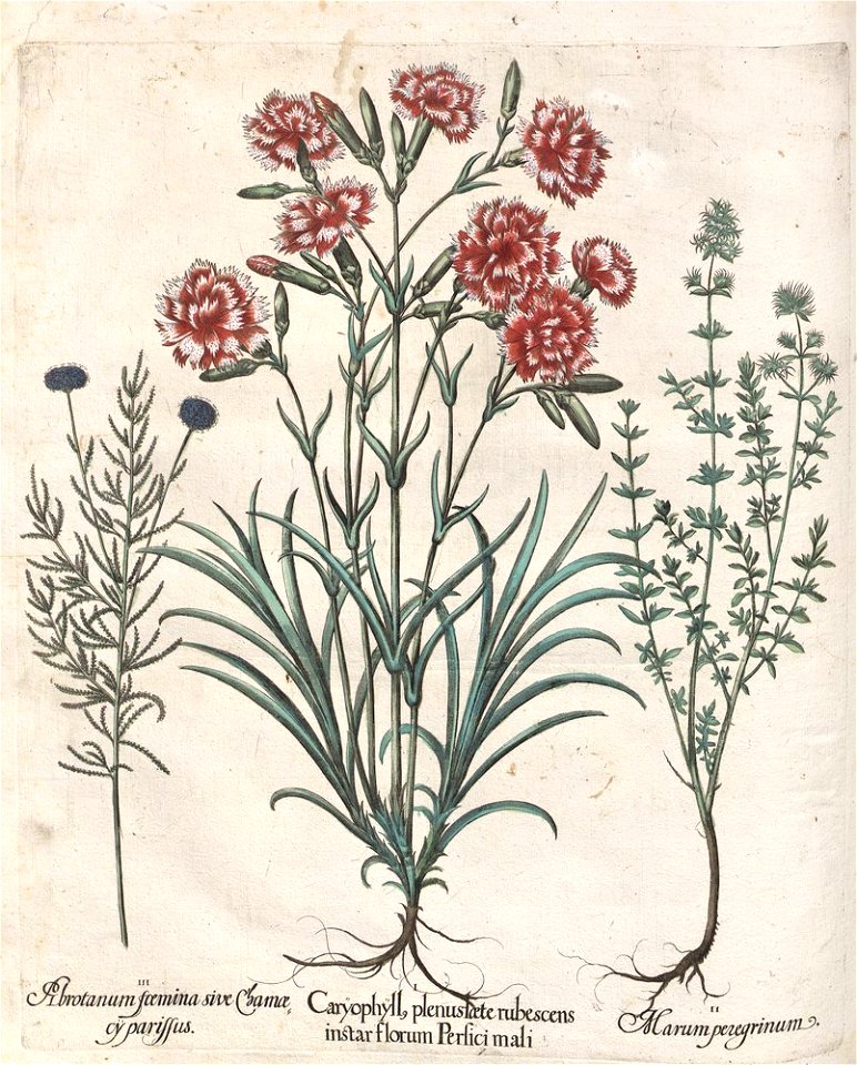Hortus Eystettensis, 1613 (KU 2894-3 152) -Aestiva,14,7
