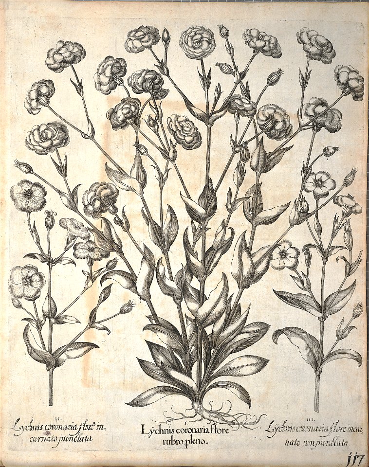 Hortus Eystettensis, 1640 (BHL 45339 269) - Classis Aestiva 117