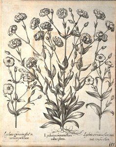 Hortus Eystettensis, 1640 (BHL 45339 269) - Classis Aestiva 117