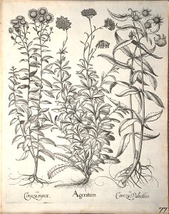 Hortus Eystettensis, 1640 (BHL 45339 229) - Classis Aestiva 77