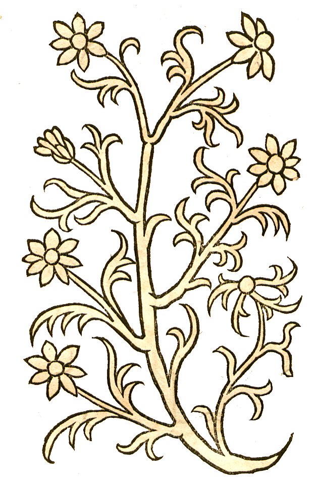Hortus Camomilla
