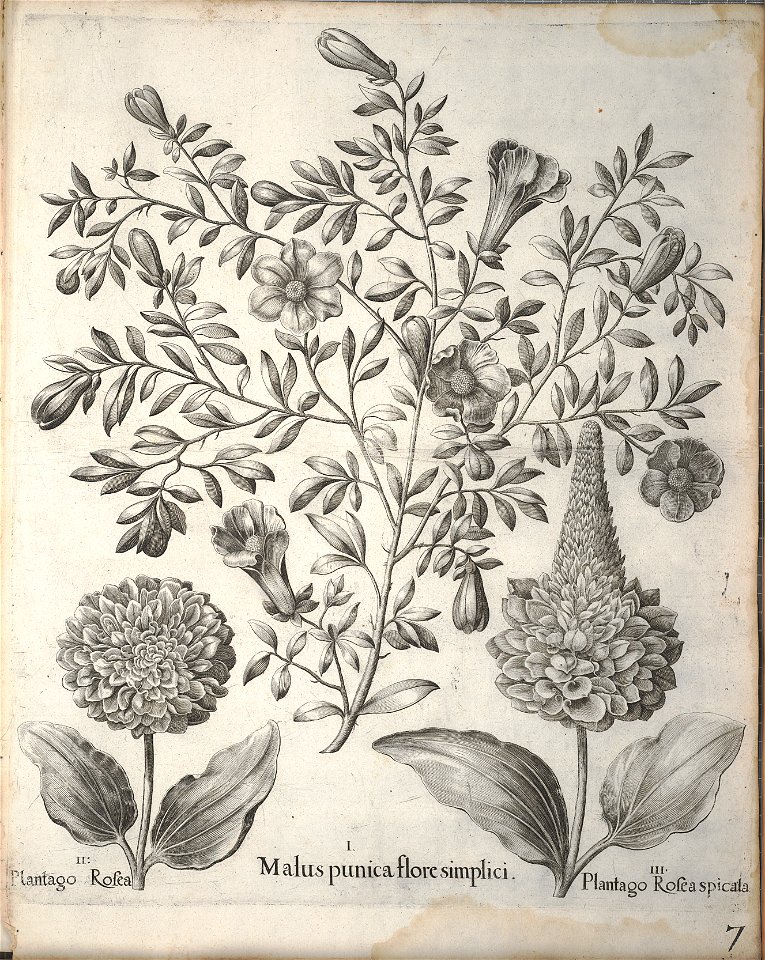 Hortus Eystettensis, 1640 (BHL 45339 159) - Classis Aestiva 7
