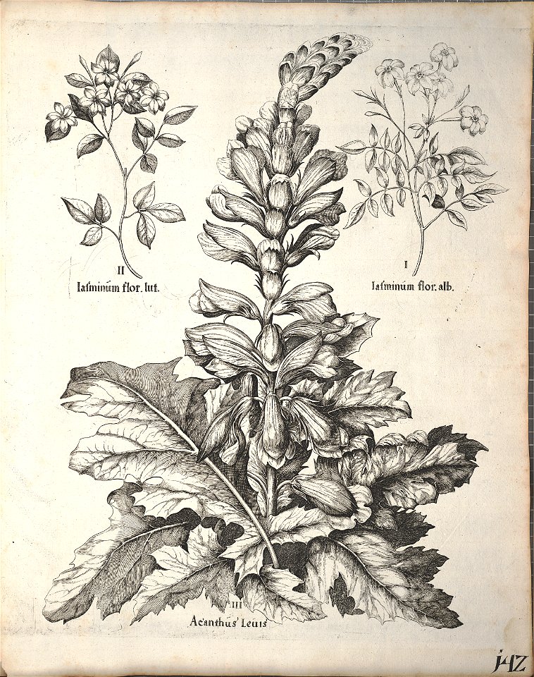Hortus Eystettensis, 1640 (BHL 45339 294) - Classis Aestiva 142