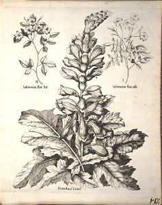 Hortus Eystettensis, 1640 (BHL 45339 294) - Classis Aestiva 142