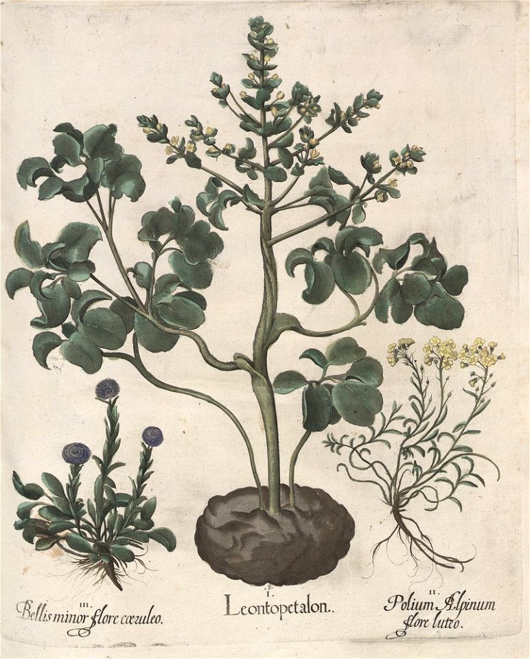 Hortus Eystettensis, 1613 (KU 2894-2 176) -Aestiva,4,2