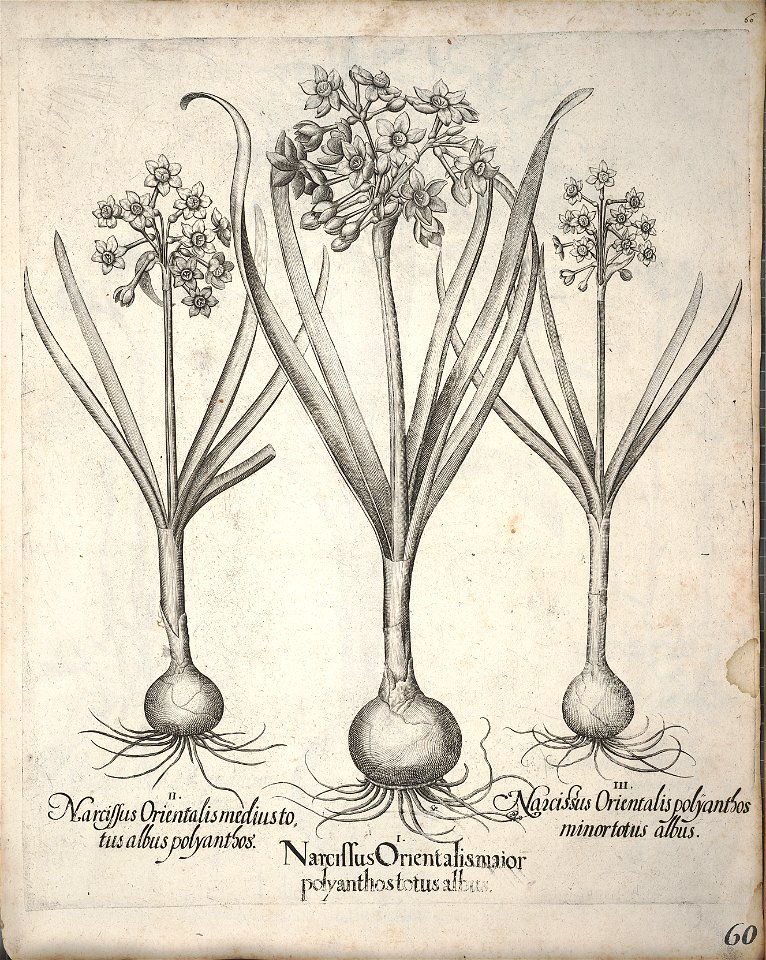 Hortus Eystettensis, 1640 (BHL 45339 071) - Classis Verna 60
