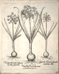 Hortus Eystettensis, 1640 (BHL 45339 071) - Classis Verna 60