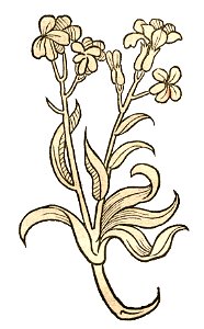 Hortus Cheiranthus