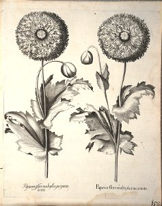 Hortus Eystettensis, 1640 (BHL 45339 310) - Classis Aestiva 158