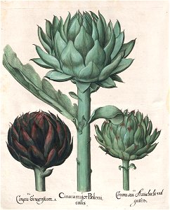 Hortus Eystettensis, 1613 (KU 2894-3 314) -Autumnalis,4,5
