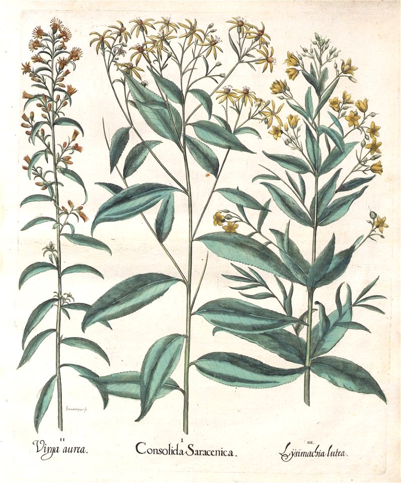 Hortus Eystettensis, 1613 (KU 2894-3 019) -Aestiva,10,6