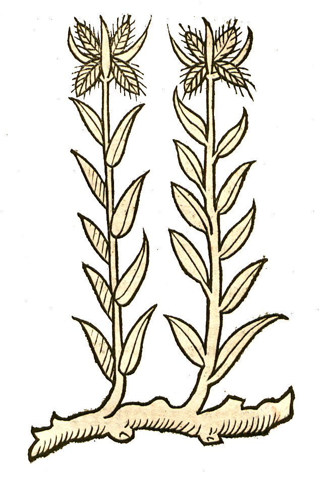 Hortus Cyperus